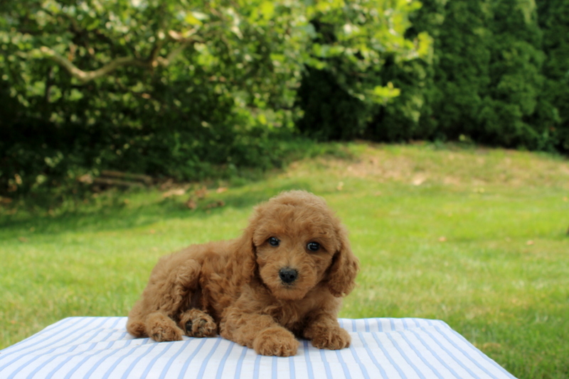puppy, for, sale, Mini Goldendoodle F1B, Matthew B. Stoltzfus, dog, breeder, Gap, PA, dog-breeder, puppy-for-sale, forsale, nearby, find, puppyfind, locator, puppylocator, aca